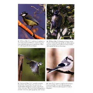 THE BLUE TIT 3