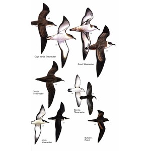 HELM FIELD GUIDES BIRDS OF THE CANARY ISLANDS 3