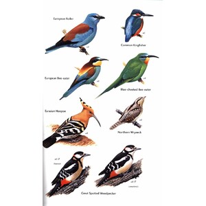 HELM FIELD GUIDES BIRDS OF THE CANARY ISLANDS 5