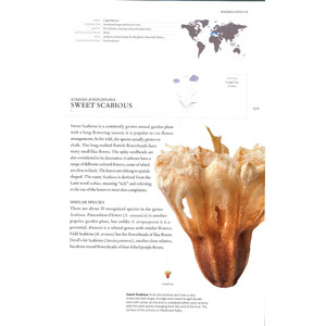 THE BOOK OF SEEDS. A LIFESIZE GUIDE TO SIX HUNDRED SPECIES FROM AROUND THE WORLD_1