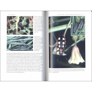 BEETLES_1