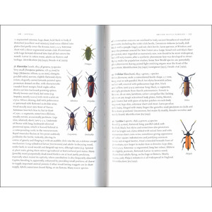 BEETLES 3