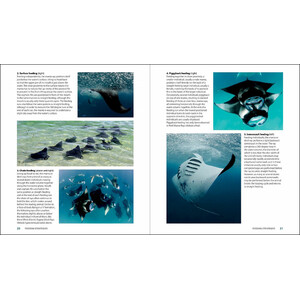 GUIDE TO THE MANTA &AMP; DEVIL RAYS OF THE WORLD_1