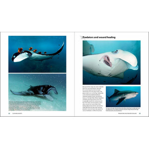 GUIDE TO THE MANTA &AMP; DEVIL RAYS OF THE WORLD 3
