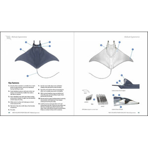 GUIDE TO THE MANTA &AMP; DEVIL RAYS OF THE WORLD 4