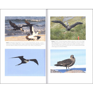 FAR FROM LAND. THE MYSTERIOUS LIVES OF SEABIRDS 4