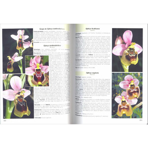 GUÍA DE CAMPO DE LAS ORQUÍDEAS DE EUROPA, ÁFRICA DEL NORTE Y ORIENTE PRÓXIMO 3