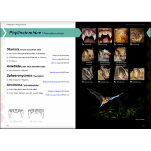FIELD GUIDE TO THE BATS OF THE AMAZON. 2ND ED. 3