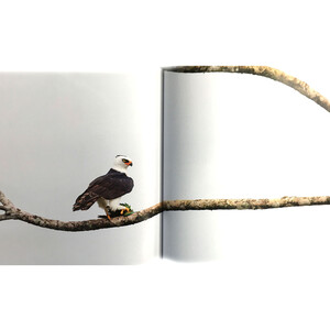 THE EMPIRE OF THE EAGLE: AN ILLUSTRATED NATURAL HISTORY 3