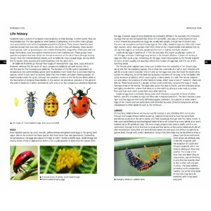 FIELD GUIDE TO THE LADYBIRDS OF BRITAIN AND IRELAND_1