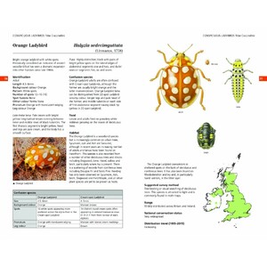 FIELD GUIDE TO THE LADYBIRDS OF BRITAIN AND IRELAND 4