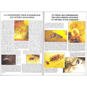 L'AMBRE. MIEL DE FORTUNE ET MÉMOIRE DE VIE 3