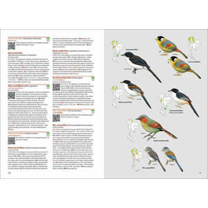 BIRDS OF THAILAND 3