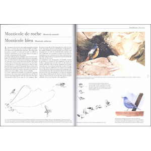 LE COMPORTEMENT DES OISEAUX D'EUROPE 4