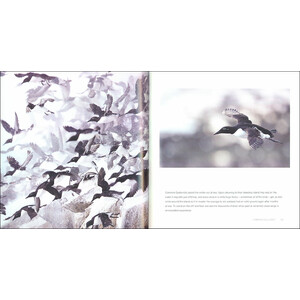 BIRDS IN PICTURES 4