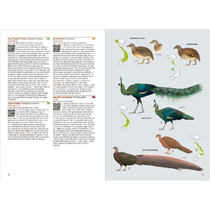 BIRDS OF VIETNAM_1