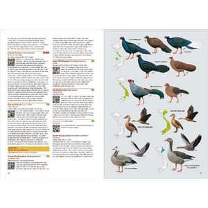 BIRDS OF VIETNAM 3