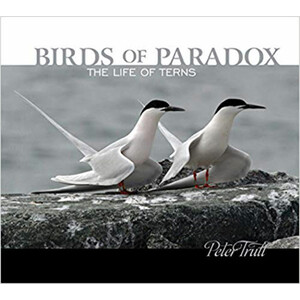 BIRDS OF PARADOX: THE LIFE OF TERNS