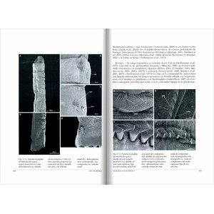 FAUNA IBÉRICA. VOL. 45 ANNELIDA POLYCHAETA V 4