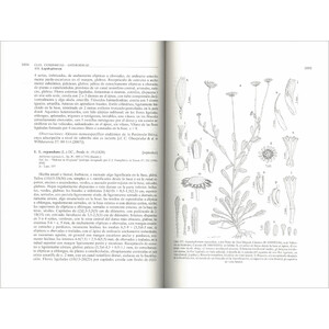 FLORA IBÉRICA. VOL. XVI (III) COMPOSITAE (PARTIM) 3