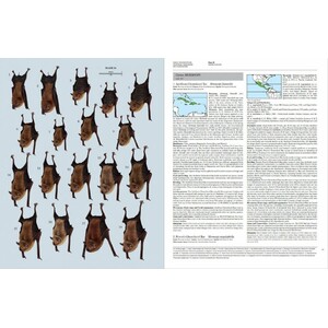HANDBOOK OF THE MAMMALS OF THE WORLD. VOL. 9 BATS_1