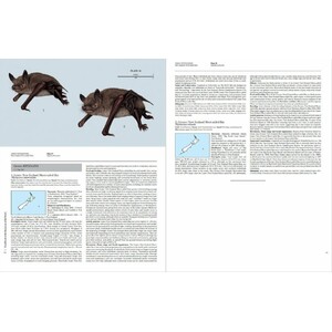 HANDBOOK OF THE MAMMALS OF THE WORLD. VOL. 9 BATS 3