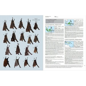 HANDBOOK OF THE MAMMALS OF THE WORLD. VOL. 9 BATS 5