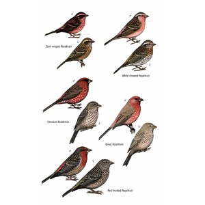 HELM FIELD GUIDES. BIRDS OF BHUTAN AND THE EASTERN HIMALAYAS 3
