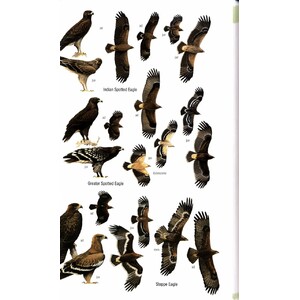 HELM FIELD GUIDES. BIRDS OF BHUTAN AND THE EASTERN HIMALAYAS 5