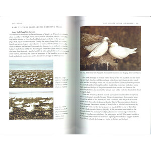 GULLS. THE NEW NATURALIST LIBRARY 4