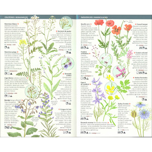 101 FLORS DE CAMP, DE MARGES I VORES DE CATALUNYA QUE CAL CONÈIXER. MINIGUIA DE CAMP_1