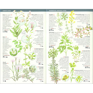 101 FLORS DE CAMP, DE MARGES I VORES DE CATALUNYA QUE CAL CONÈIXER. MINIGUIA DE CAMP 3