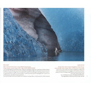 BIRD PHOTOGRAPHER OF THE YEAR. COLLECTION 4 2