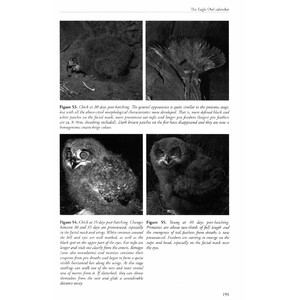 THE EAGLE OWL 4