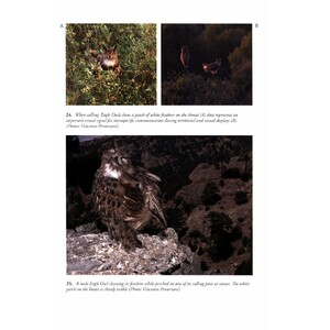 THE EAGLE OWL 7