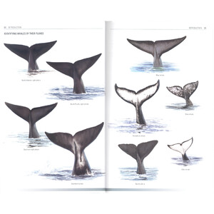 HANDBOOK OF WHALES, DOLPHINS AND PORPOISES 4