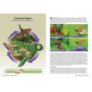 LIFE CYCLES OF BRITISH &AMP; IRISH BUTTERFLIES_1