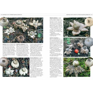 FUNGI OF TEMPERATE EUROPE. 2 VOLUME SET 3