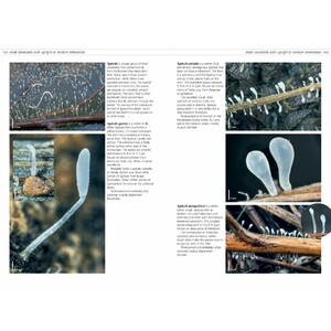 FUNGI OF TEMPERATE EUROPE. 2 VOLUME SET 4