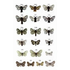 MICROLEPIDOPTERA OF EUROPE, VOLUME 8 PSYCHIDAE 3