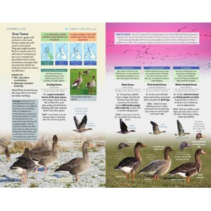 BRITISH BIRDS. A POCKET GUIDE 4