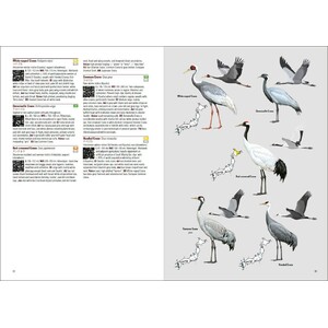 BIRDS OF JAPAN 4