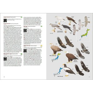 BIRDS OF JAPAN 5