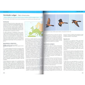 AVES RAPACES DE EUROPA 3