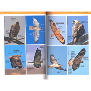 AVES RAPACES DE EUROPA 4
