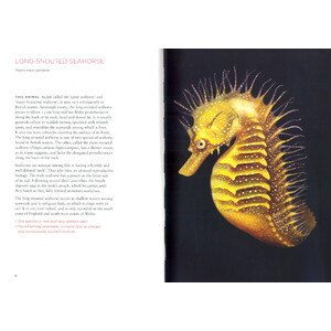 CURIOUS CREATURES ON OUR SHORES_1