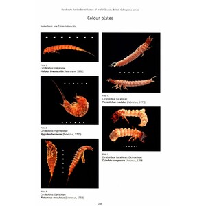 BRITISH COLEOPTERA LARVAE. A GUIDE TO THE FAMILIES AND MAJOR SUBFAMILIES_1