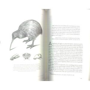 LOS SENTIDOS DE LAS AVES. QUÉ SE SIENTE AL SER UN PÁJARO 4