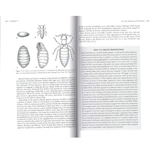 THE SOLITARY BEES_1