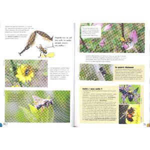 À LA RENCONTRE DES ABEILLES SOLITAIRES_1